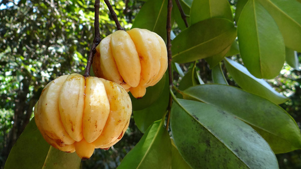 Fruit de Garcinia cambodia