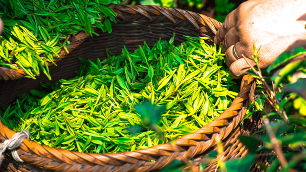 Feuilles de thé vert